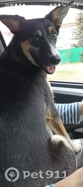 Пропала собака, д. Булякай, Советская ул. - photo