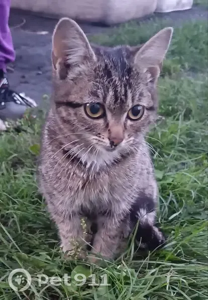 Котёнок найден: Новокузнецк, Кемерово - photo