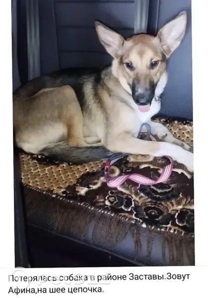 Собака пропала, Воронеж, Средне-Московская 71 - photo