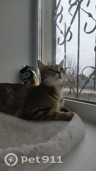 Пропала кошка, Краснодонская 55, Самара - photo