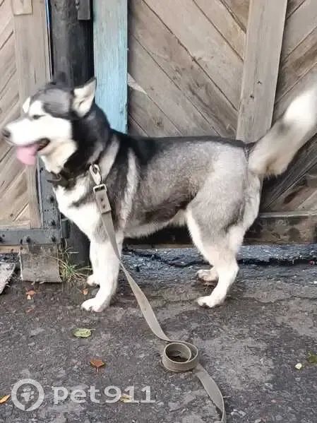 Пропала хаски, Красный Яр, Омская обл. - photo