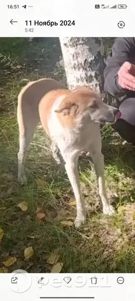 Пропала собака в Северо-Любинском - photo