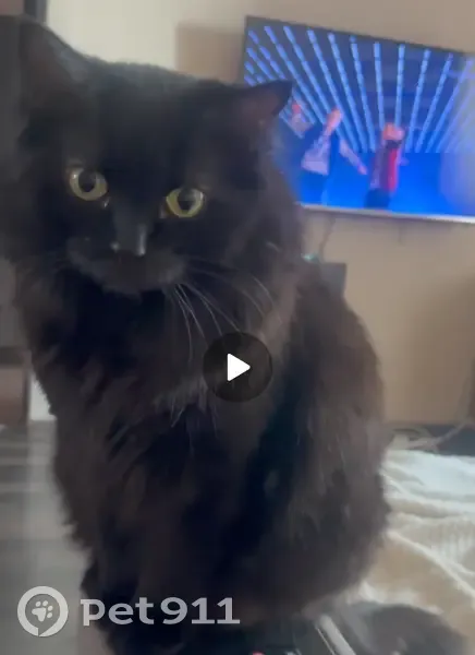 Пропала кошка, Пензенская ул. 70, Самара - photo