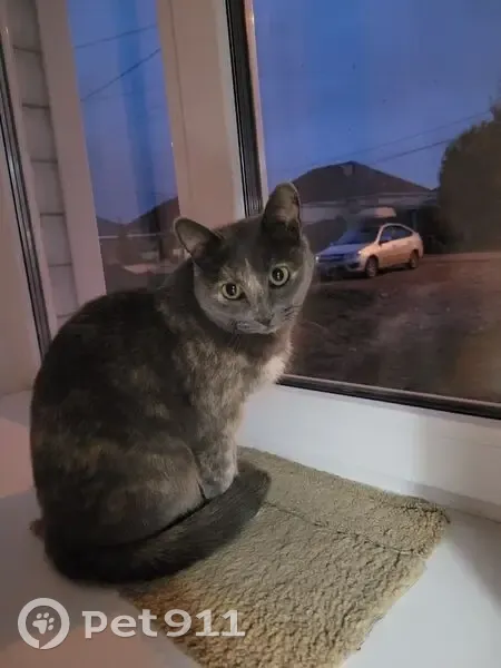 Пропала кошка, Благодатная ул. 109 - photo