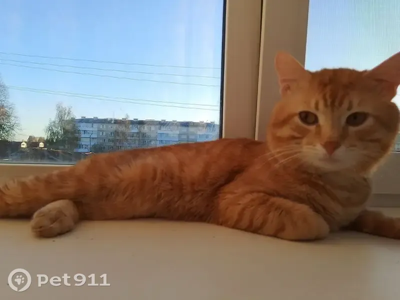 Пропала кошка, Казанская ул. 39, Сернур - photo