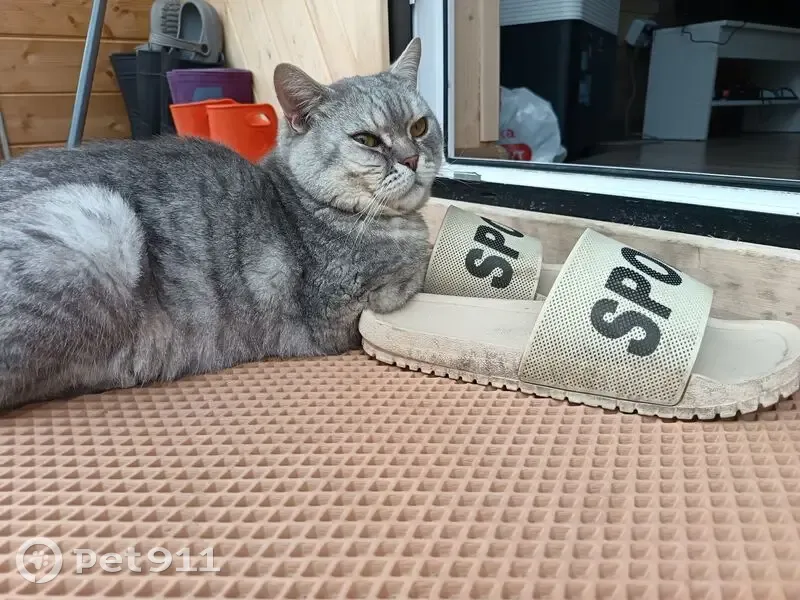 Кошка найдена в Тюневском с.п., Тюмень - photo