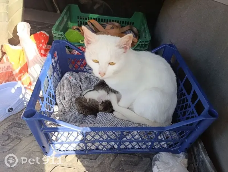 Кошка с котятами в Инякинском СП - photo