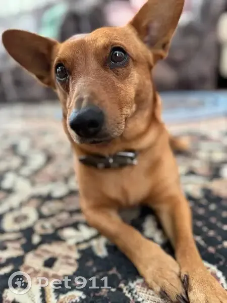 Пропала собака, Парковая ул., 3, Терушки - photo