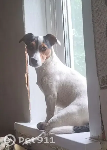 Пропала собака, Чагода, д. Мегрино - photo