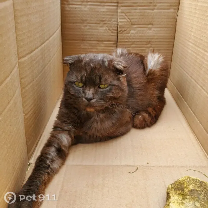 Кошка найдена, Заречная ул., Ярославль - photo