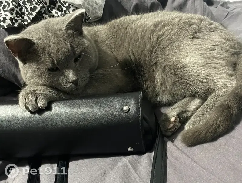 Пропала кошка, Заречная 15/1, Мегион - photo