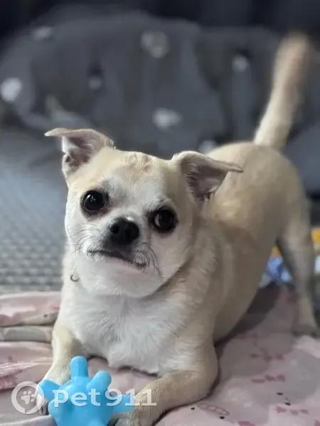 Пропала собака, Новоснежная, Иркутск - photo