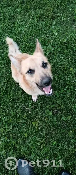 Собака найдена в Парамоновском, Орловская обл. - photo