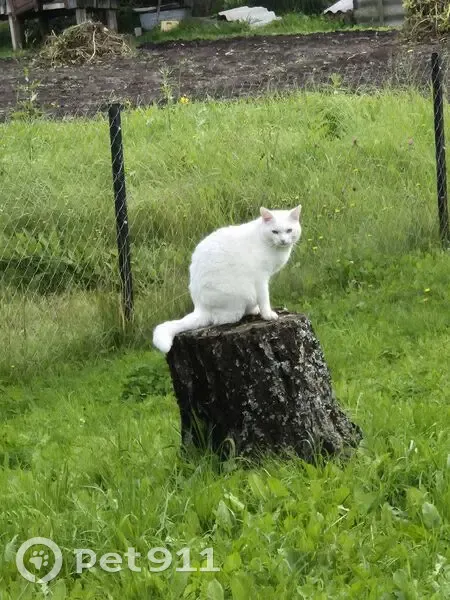 Пропала кошка у вокзала, Московская ул. - photo