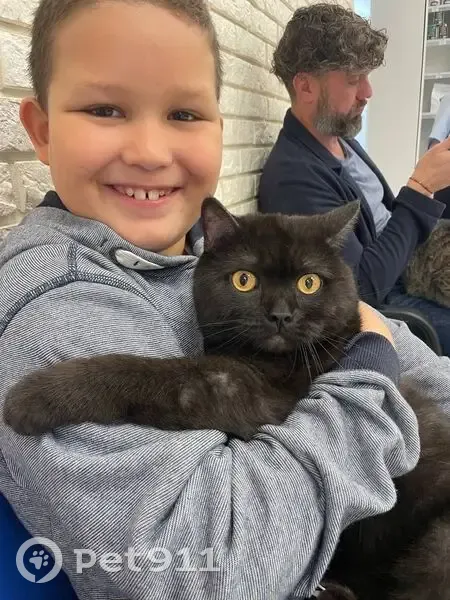 Пропала черная кошка, хутор Копанской 147 - photo