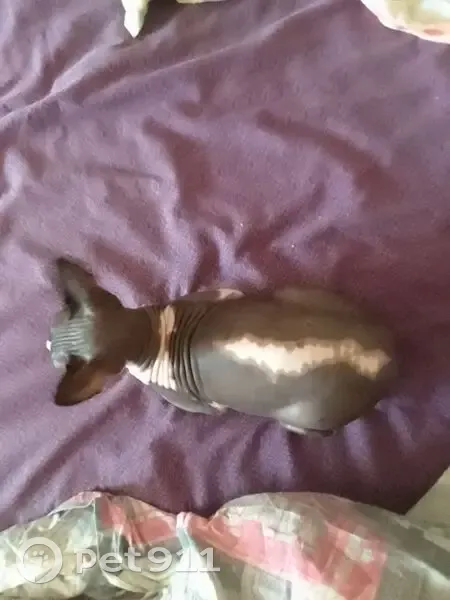 Кошка найдена на 2-й Советской, Таганрог - photo