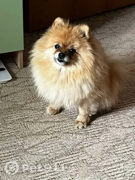 Пропала собака в Выльгорте, Коми - photo