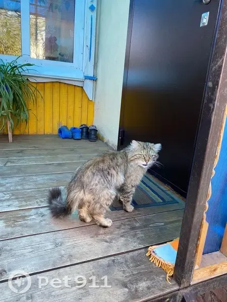 Пропала кошка, ул. 70 лет Октября, 1 - photo