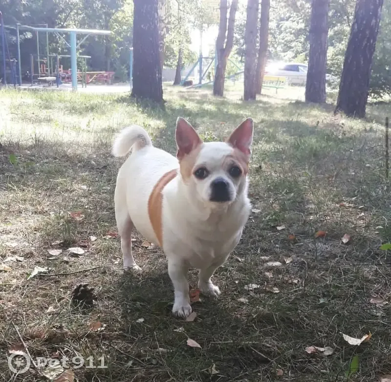 Пропала собака в селе Розовка, 07К-074 - photo