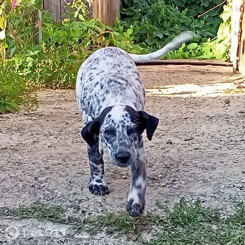 Собака найдена: 37Н-0827, Падеринское - photo