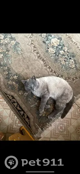Пропала сиамская кошка, Коммунальная ул. - photo