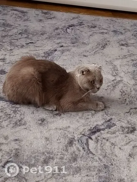 Пропала кошка, ул. Свободы, 1Б, Ковылкино - photo