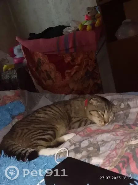 Пропала кошка, Свердловская область - photo