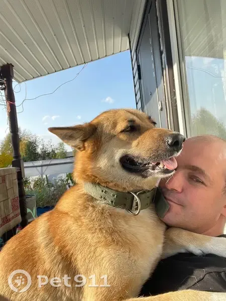 Пропала собака, Карелия, 86К-310 - photo