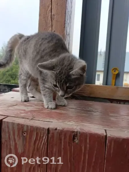 Кошка найдена: ул. Козича, Юрла - photo