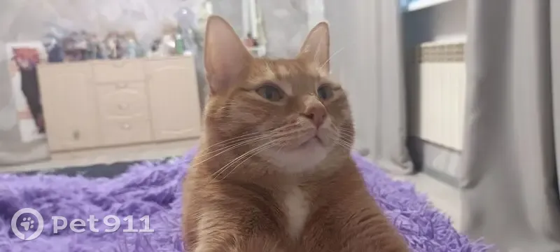 Пропала кошка, ул. А. Пантелеевой, Тарко-Сале - photo