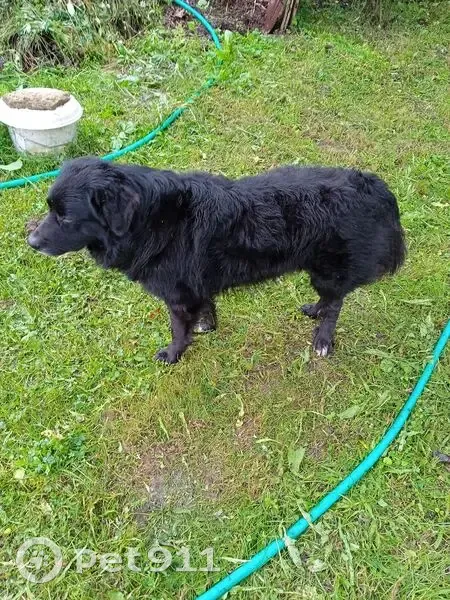 Найдена собака у лыжной трассы 