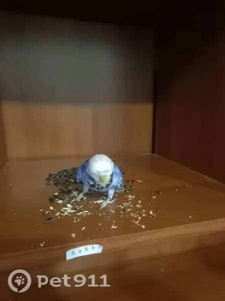 Попугаиха найдена на Кленовом бульваре, 7 - photo