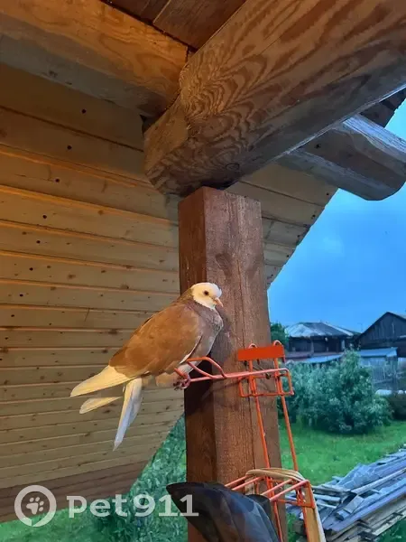 Птица найдена в Золотково, Владимирская обл. - photo