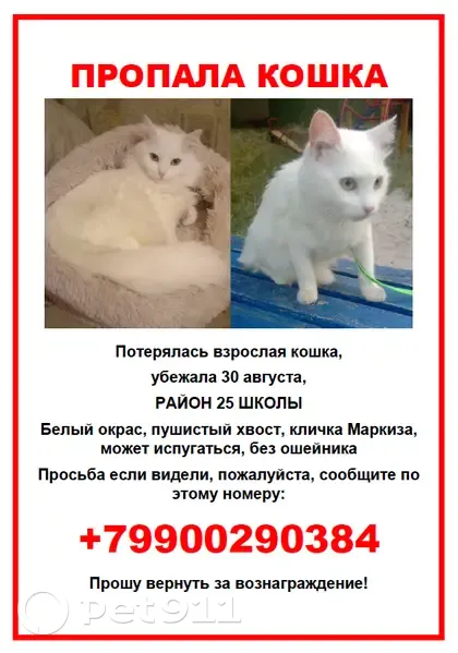 Пропала кошка, Гетманская 97, Мелитополь - photo