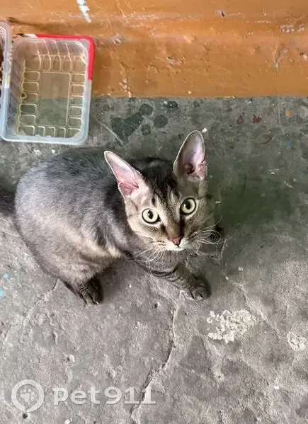 Кошка найдена: Ленинградский пр., 40, Н.Тагил - photo