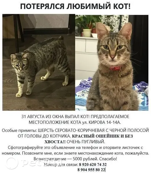 Пропал кот, ул. Кирова 14А, Владимир - photo