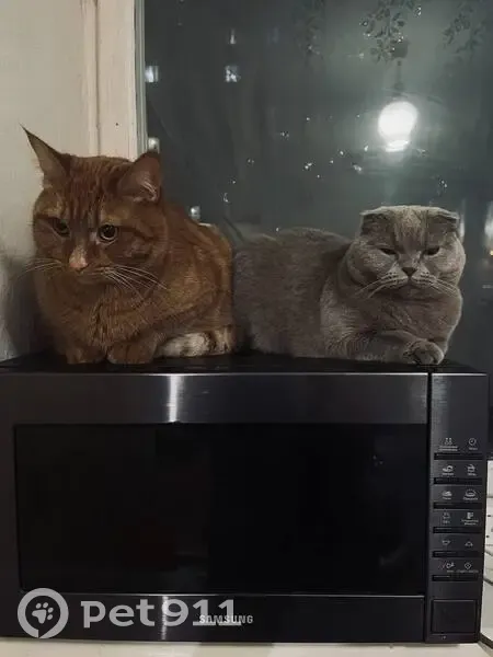 Пропал кот Рыжий, Краснофлотская 79 - photo