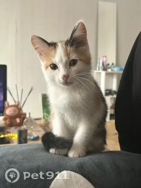 Пропала кошка, Лесная ул., Красные Баки - photo