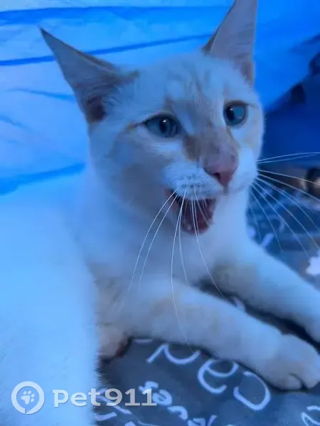 Пропала кошка, Братск, Иркутская обл. - photo