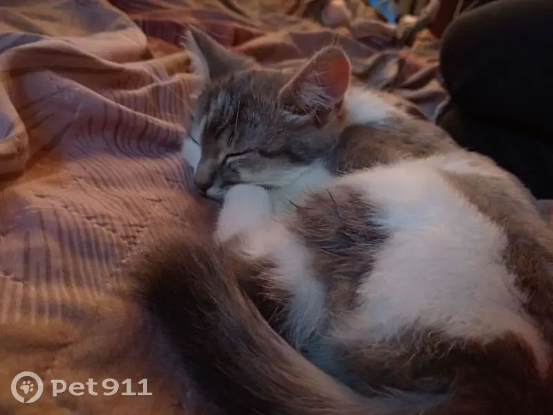 Найдена кошка, Омск, Зелёное Поле - photo