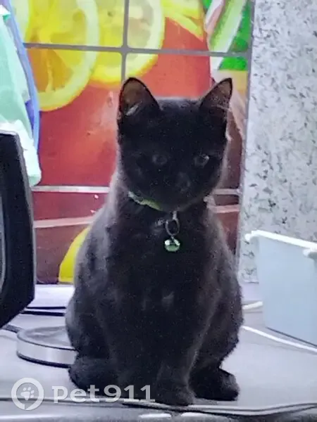 Пропала кошка у аптеки, Колесникова 8 - photo