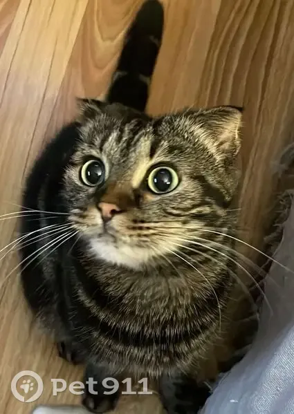 Пропала кошка, Линейная ул. 19, Краснодар - photo