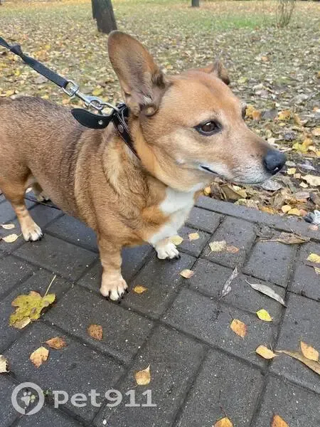 Пропала собака, Можайское шоссе, Часцы - photo