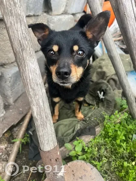 Собака найдена: 27К-119, Калининградская обл. - photo