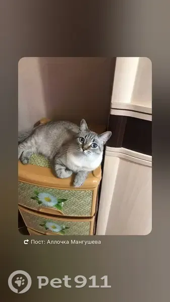 Пропала кошка, Нагайбакский — Фершампенуаз - photo