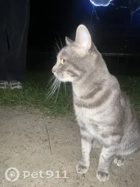 Ласковый серый кот найден на Сибирской 31 - photo