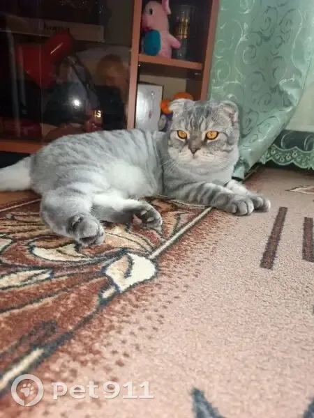 Пропала кошка, переулок №5, Побединское - photo