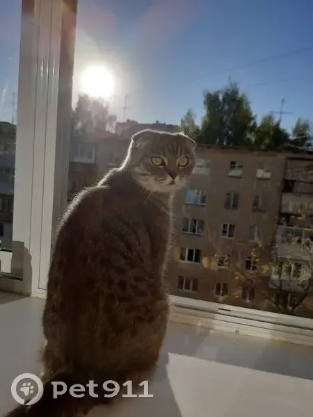 Пропала кошка, Берёзовая ул. 27, Яган - photo