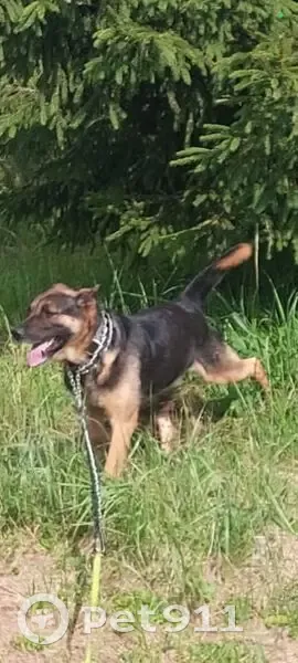 Собака найдена: Коковчинский с/с, Н3501 - photo