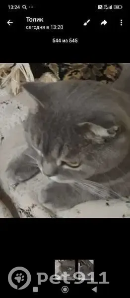 Пропала кошка, Нежинский с/с, Оренбуржье - photo